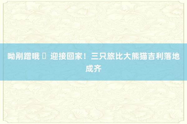 呦剐蹭哦 ​迎接回家！三只旅比大熊猫吉利落地成齐